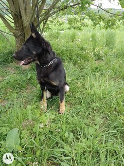 Šteniatka nemecký ovčiak - 10