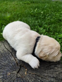 Zlatý retriever šteniatka - 10