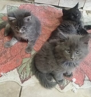 Mainska mývalia mačka - 10