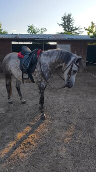 Športová pony kobylka - 10
