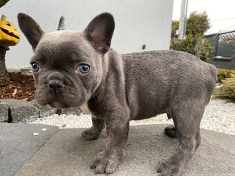 Francuzsky buldoček - 10