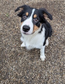 Border kolia tricolor - 10