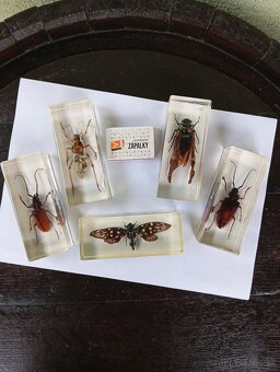 Super Vau  zbierka Hmyzu - 10