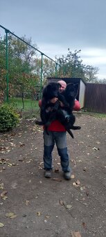 Nemecký ovčiak šteniatka - 10