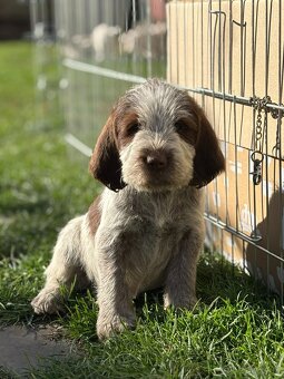 Taliansky spinone - 10