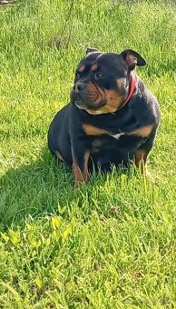American bully pocket - 10