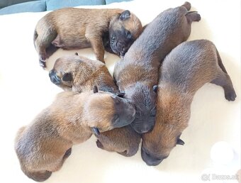 Belgický ovčiak Malinois s PP - 10