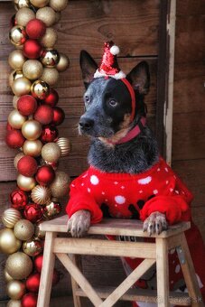 Darujem za veterinárny poplatok - 10