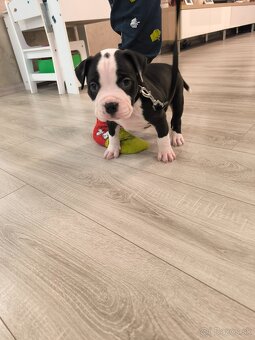 American bully XL - 10