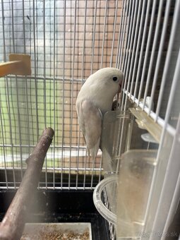 Agapornis fisher - 10