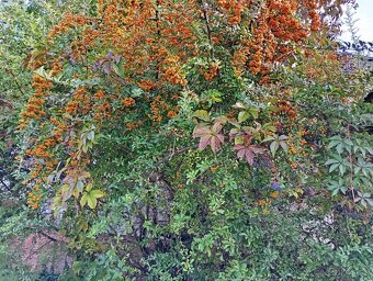 Rodinný dom na výbornom mieste priamo v Dunajskej Strede - 10