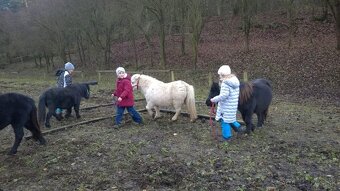 Falabella mini minihorse pony - 10