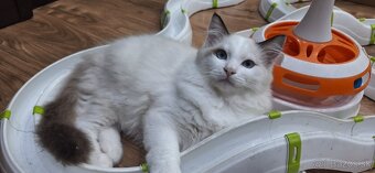 Ragdoll kocúrik - 10