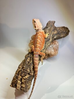 Agama bradatá - samce aj samice - 10