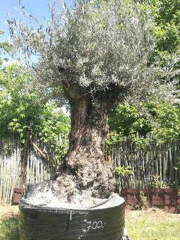 Olivovník bonsai - 10
