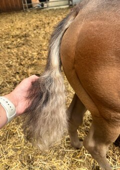 American Quarter Horse hřebec ve zbarvení silver champagne - 10