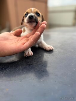 Jack Russel Terrier čistokrvné šteniatka - 10