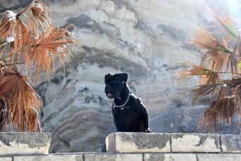 Cane Corso štěňátka s FCI PP - 10