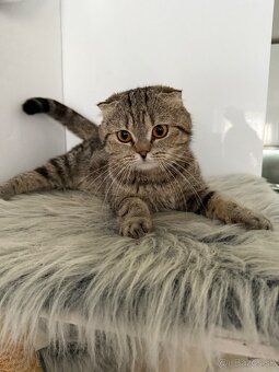 Škótske Klapouché/ (Scottish Fold/Straight) - 10