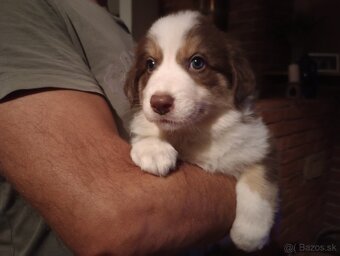 Border kólia - hnedo biely pes s pálením - 10