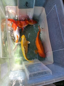 Koi kapre koi kapor zàvojantka cìnska karase - 10