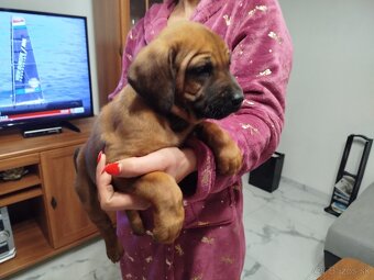 RHODESIAN RIDGEBACK - 10