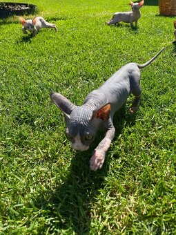 Sphynx - 10