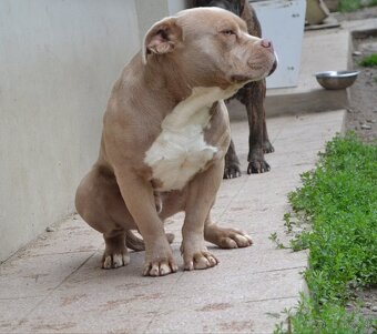 American bully - 10