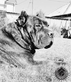 Cane corso - 10