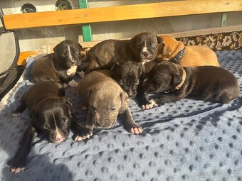 Americký stafordsirsky terier, Stafford, amstaf - 10