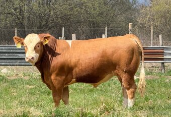 Plemenné býky - 10