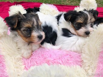 Predám Yorkshire Biwer Terrier - 10