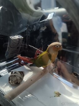 Predám pyrurku - 10