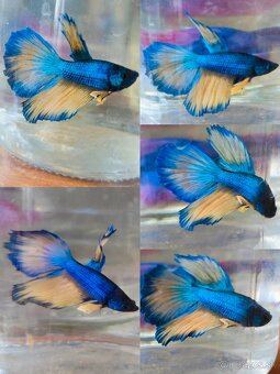 Betta Splendens - Bojovnica Pestrá. - 10