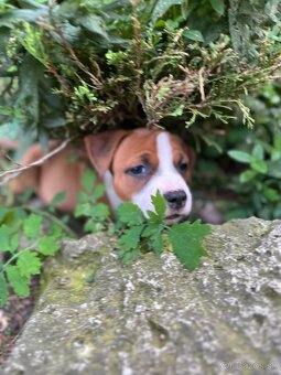 Americký stafordšírsky teriér - 10