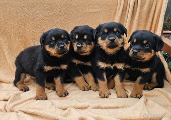 Rotvajler,rotveiler,rotvailer,rotwailer,rotweiler na predaj. - 10
