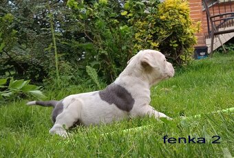 Americký stafordsirsky terier, american bully XL - 10