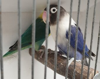 Agapornis škraboškovy - 10