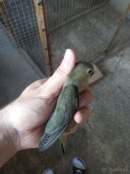 Agapornis Ruzovohrdly - mladé 2025 - 10