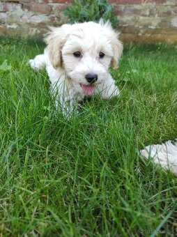 Maltipoo (malteze +Pudel = maltipoo) - 10