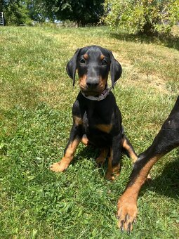 Doberman šteniatka - 10