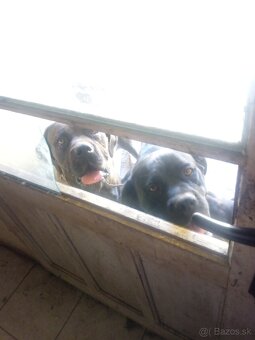 Cane corso - 10