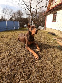 Doberman šteniatka - 10