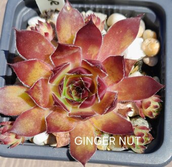 Skalné ruže - sempervivum - 10