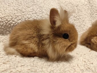 Teddy Hegyeshalom - 10