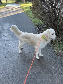 Zlatý retriever - 10