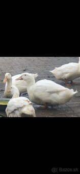 Aylesburské kačice predaj - 10
