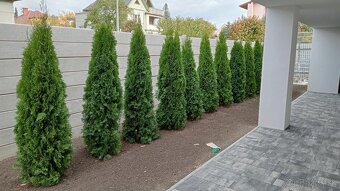 Tuja Smaragd, vavrínovec, červienka, gaštan - Prešov - 10