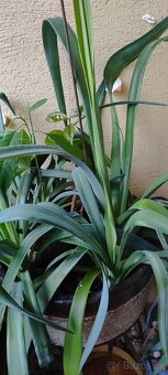 izbové rastliny - 10