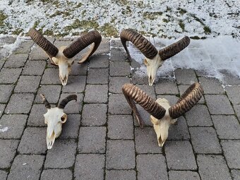 Trofeje muflonov - 10